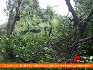 monkey in singapore zoo