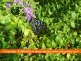 06butterfly_dscf0053.gif