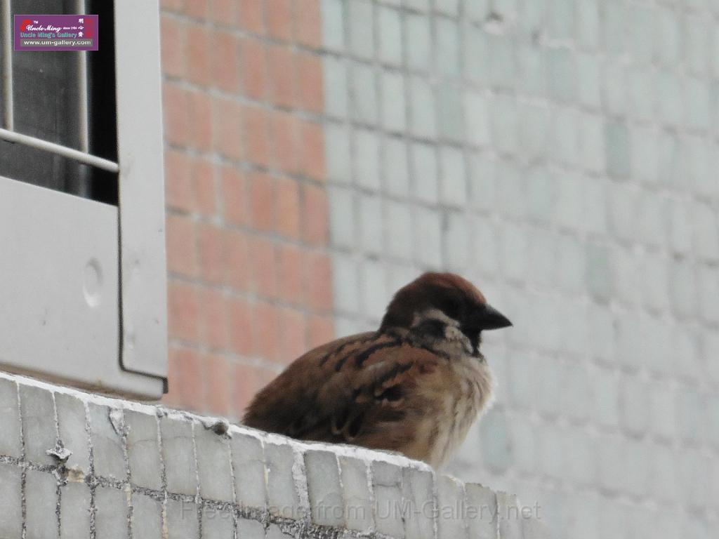 20150329sm-bird-P1000855.JPG