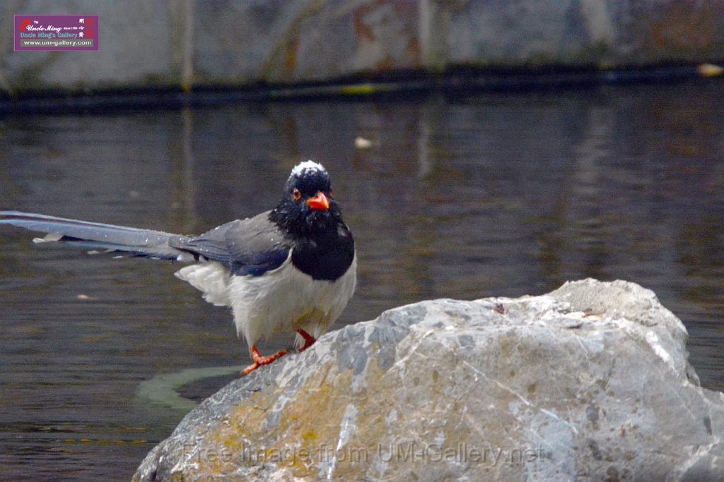 20170212sm-bln-city-park-bird_DSC_8618.JPG