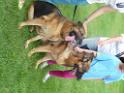 20130818jw_dog_training_P1140341