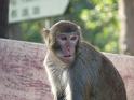 090112_monkey_P1020021