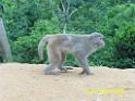 20160502monkey-mountain-P1020536