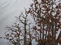 090315sm_P1030580