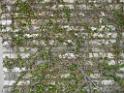 20111120wetland-park-P1080881