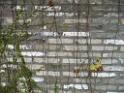 20111120wetland-park-P1080882