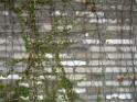 20111120wetland-park-P1080883