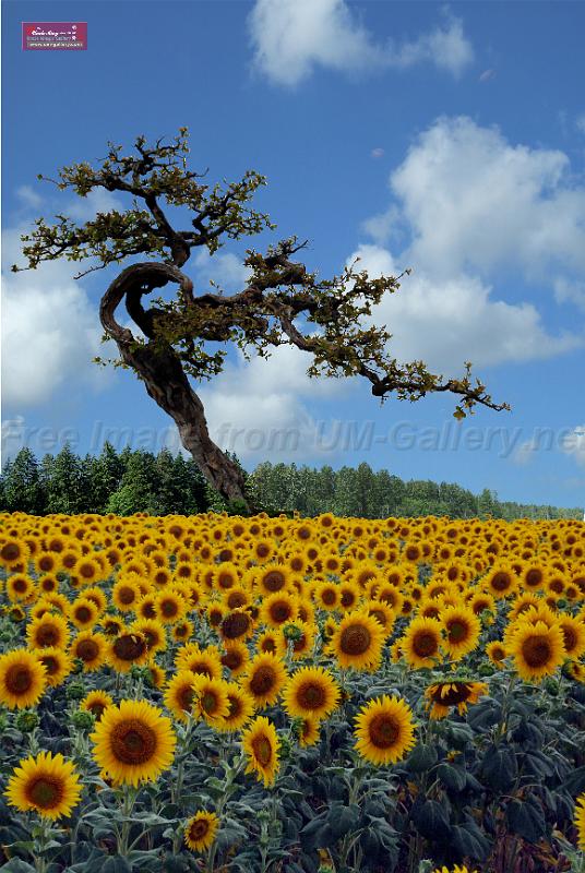 sunflower-tree-composed.jpg